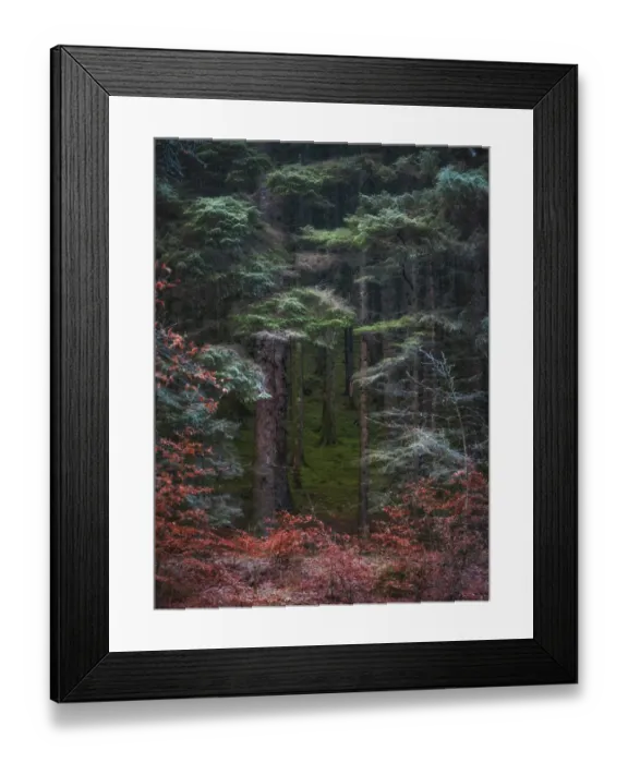 Framed Print : Scottish forest Framed Print : Scottish forest