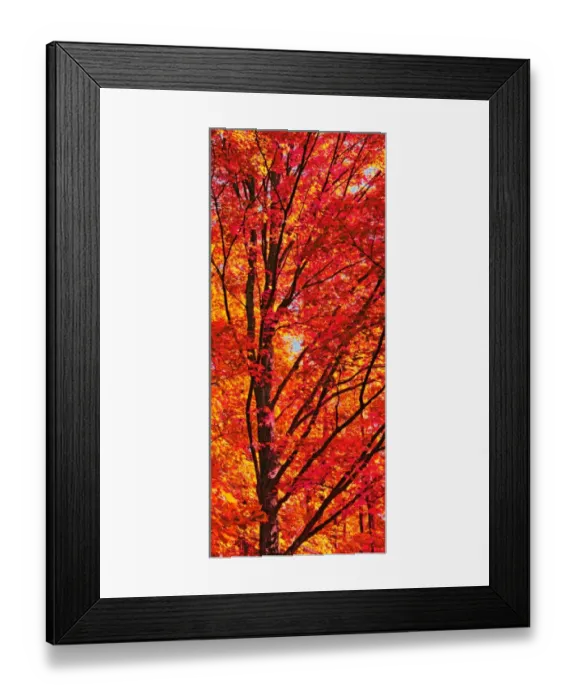 Framed Print : Red Forest Maple Leaves in Peak Fall Colors Wisconsin