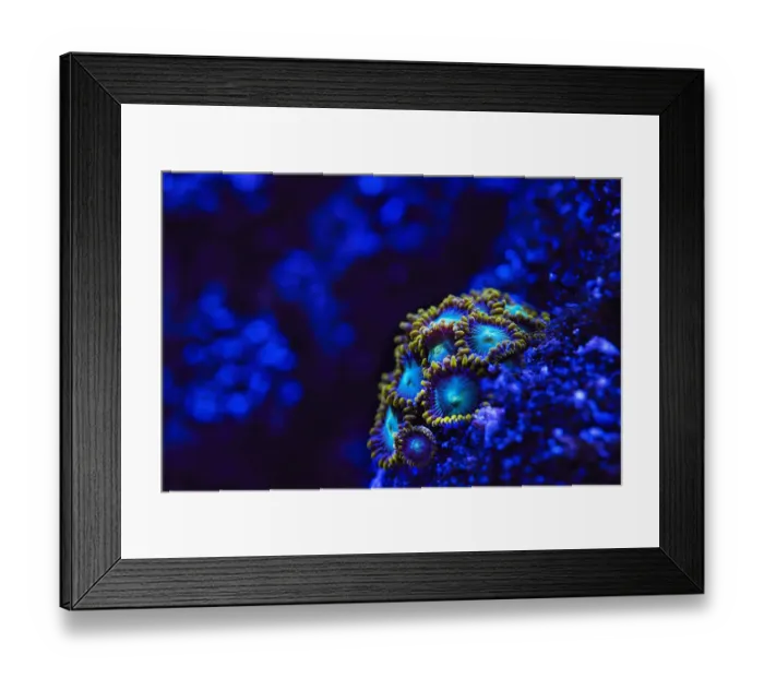 Framed Print : Zoanthids in blue Framed Print : Zoanthids in blue