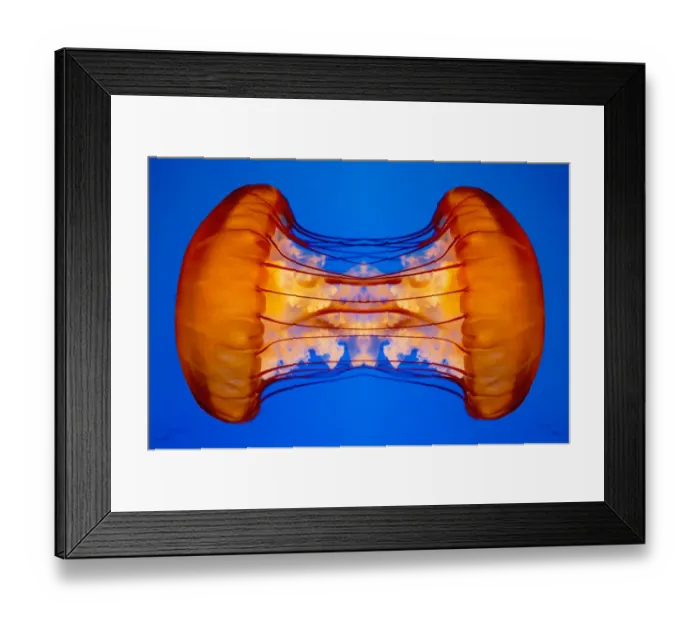 Framed Print : Joined Jellyfish Mirror Framed Print : Joined Jellyfish Mirror