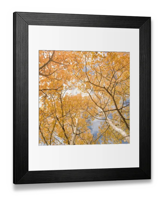 Framed Print : Aspen trees Framed Print : Aspen trees