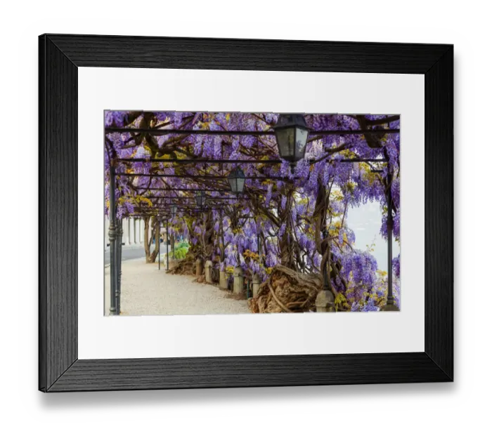 Framed Print : Wisteria Spring Framed Print : Wisteria Spring