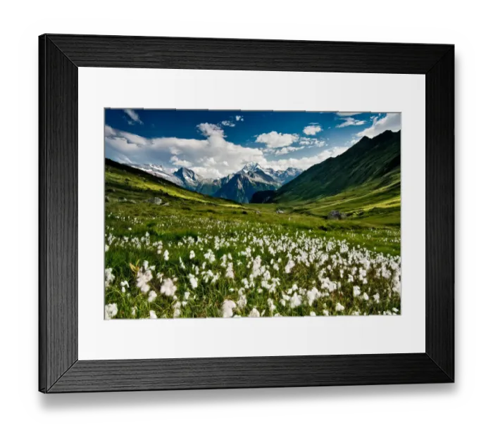 Framed Print : Switerland - Balalp: Cotton Fields Framed Print : Switerland - Balalp: Cotton Fields
