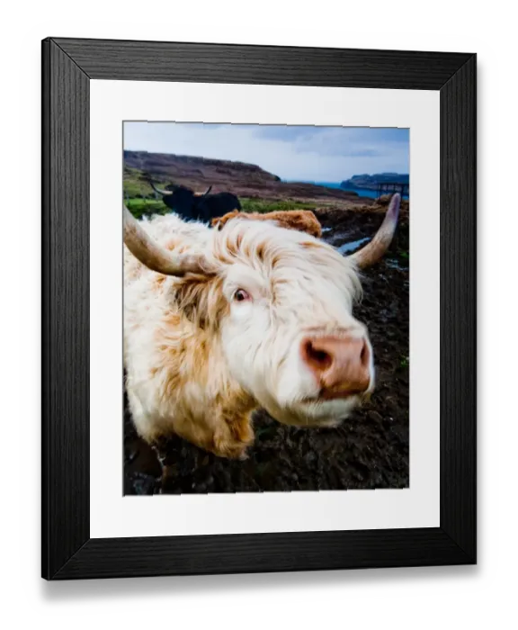 Framed Print : Highland Cow Framed Print : Highland Cow