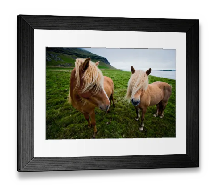 Framed Print : Iceland - Lon Valley: Eastfjord Ponies