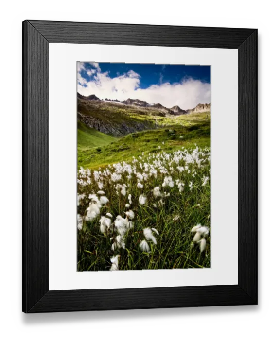 Framed Print : The Cotton Fields