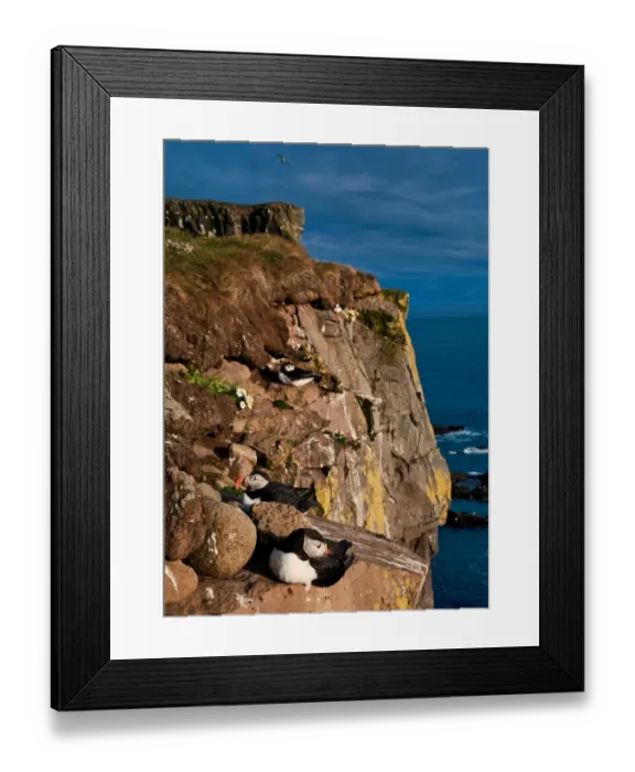 Framed Print : Cliffs are occupied by puffins Framed Print : Cliffs are occupied by puffins