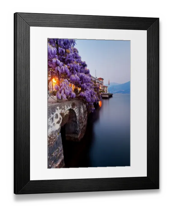 Framed Print : Wisteria bush hanging over lake Framed Print : Wisteria bush hanging over lake