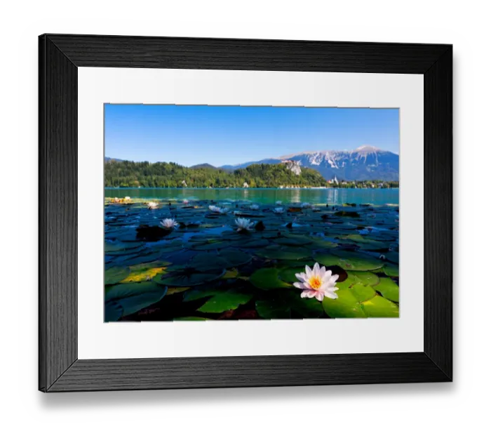 Framed Print : lilly floating in water Framed Print : lilly floating in water