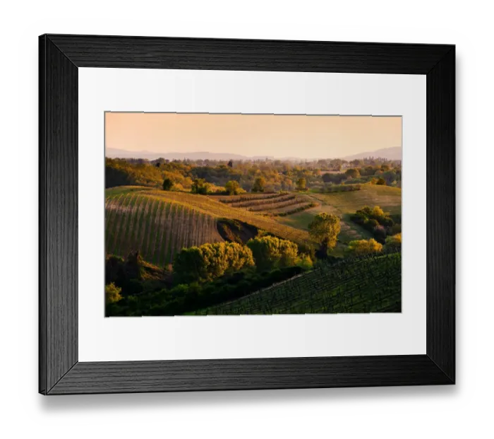 Framed Print : Vineyard Gold
