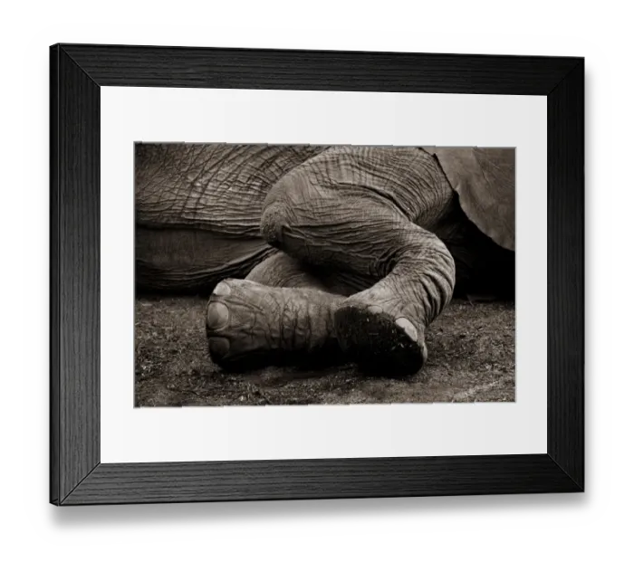Framed Print : Big Foot. Massive feet for a massive elephant in the Knysna Elephant Park Framed Print : Big Foot. Massive feet for a massive elephant in the Knysna Elephant Park