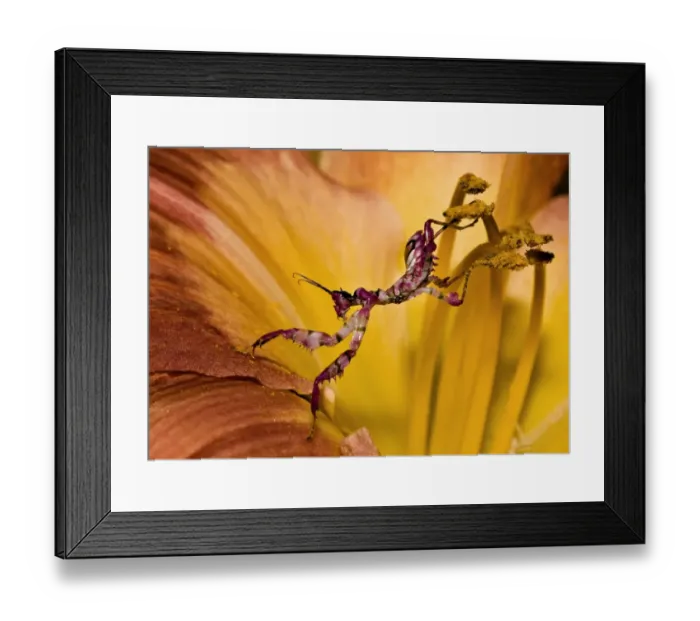 Framed Print : Purple Acrobat Framed Print : Purple Acrobat