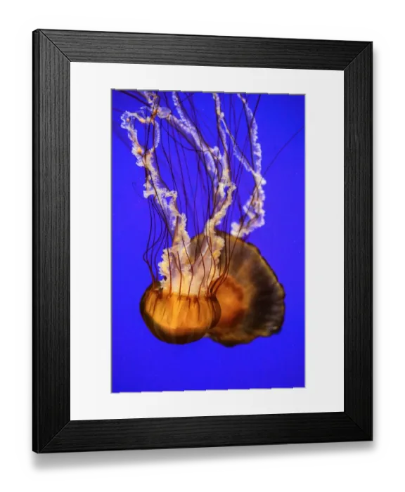 Framed Print : Pasific Sea Nettle Framed Print : Pasific Sea Nettle