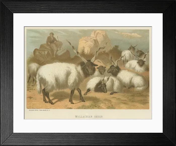 Framed Print : Wallachian Sheep Framed Print : Wallachian Sheep