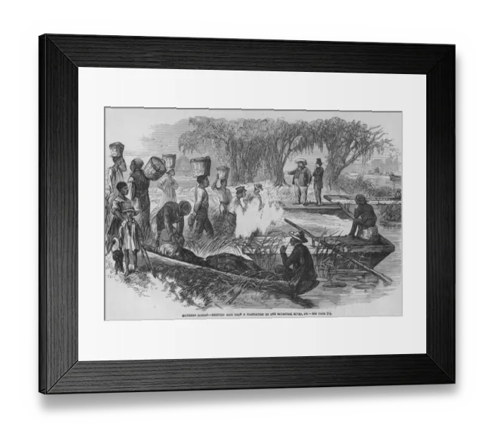 Framed Print : Rice Plantation Framed Print : Rice Plantation