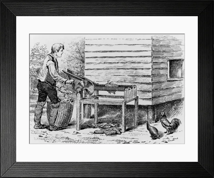 Framed Print : Farmer Loads Corn Into Corn Husking Machine Framed Print : Farmer Loads Corn Into Corn Husking Machine