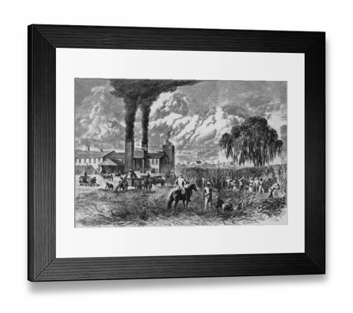 Framed Print : Slaves Working On Sugar Plantation Framed Print : Slaves Working On Sugar Plantation