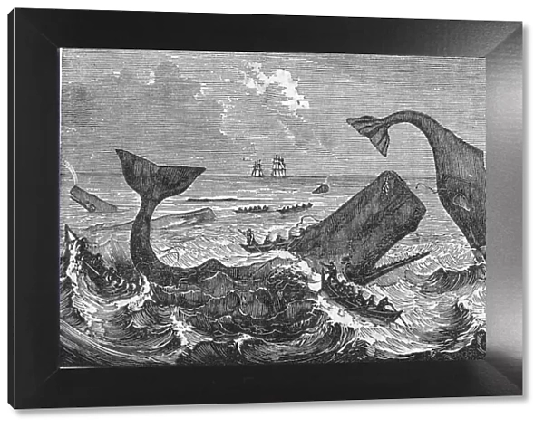 Whaling Industry