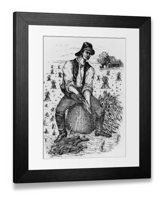Framed Print : Farmer Husks Corn On Cornfield Framed Print : Farmer Husks Corn On Cornfield