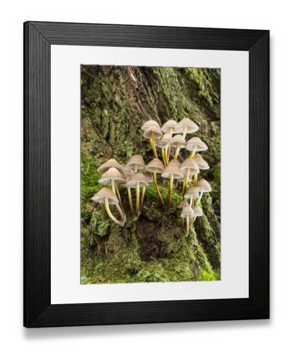 Framed Print : Pure Nature Framed Print : Pure Nature