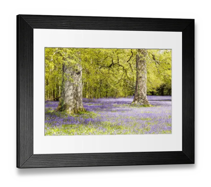 Framed Print : May- Time. Blue bell woods. Spring time Cornwall Framed Print : May- Time. Blue bell woods. Spring time Cornwall