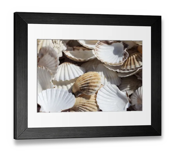 Framed Print : Shell Time Framed Print : Shell Time