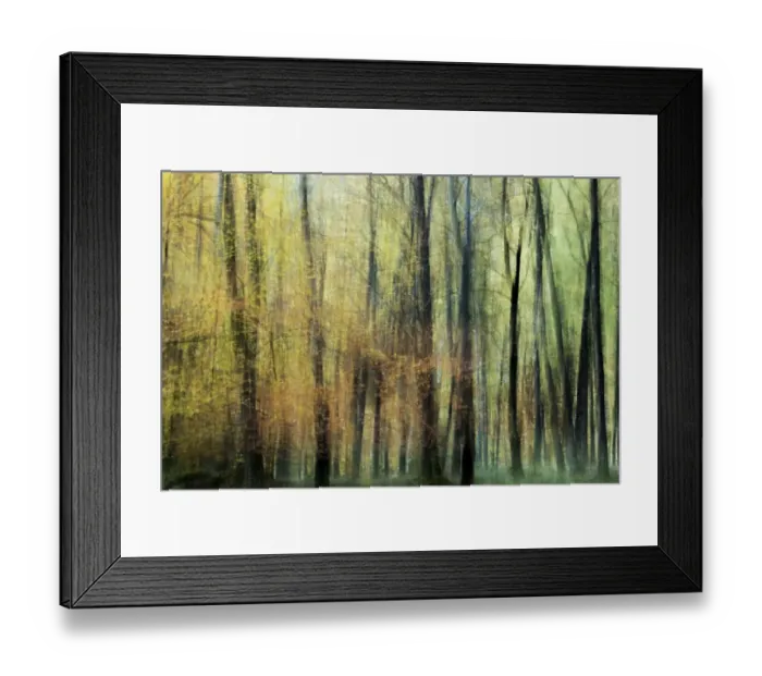 Framed Print : Enchanted Forest Framed Print : Enchanted Forest