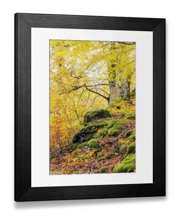 Framed Print : Green Velvet Framed Print : Green Velvet