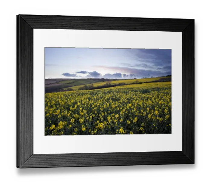Framed Print : Carpet of yellow rape seed Framed Print : Carpet of yellow rape seed