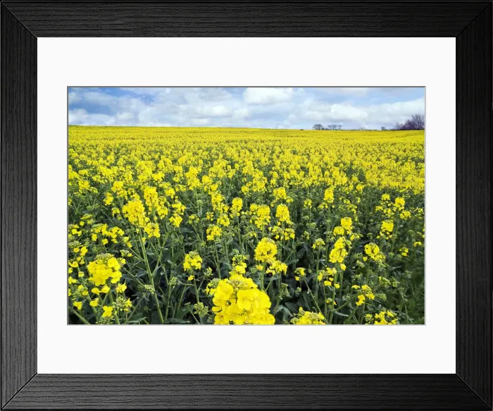 Framed Print : Cornish spring