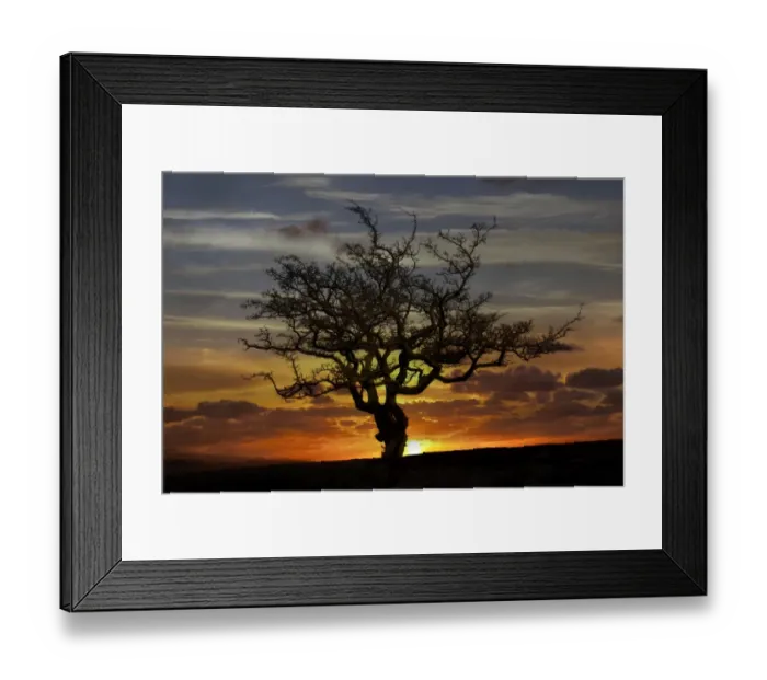 Framed Print : Tree silhouette Framed Print : Tree silhouette