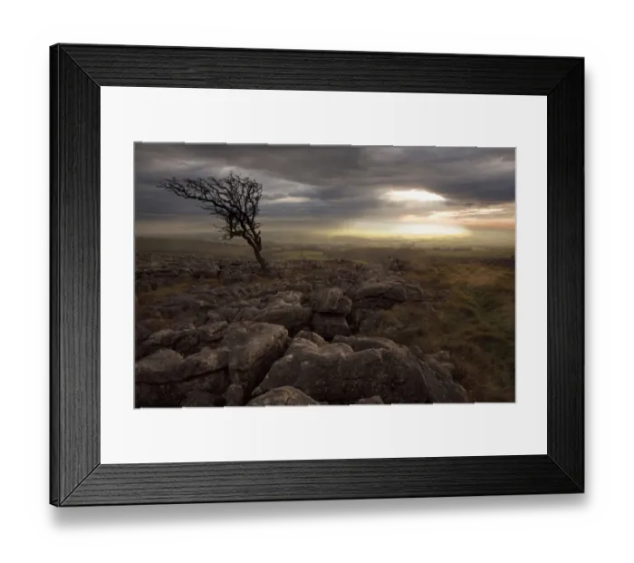 Framed Print : Tree leaning on limestone pavement Framed Print : Tree leaning on limestone pavement