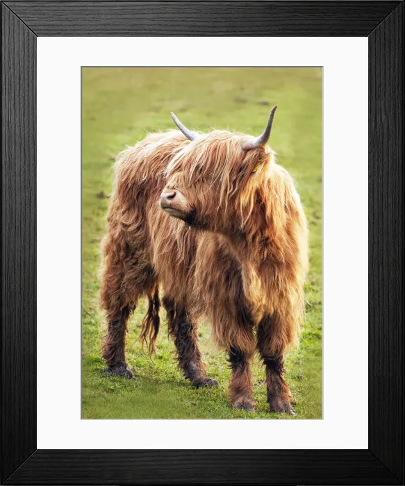 Framed Print : highland cow