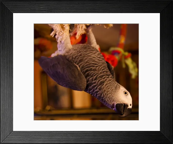 Framed Print : Parrot playing on swing Framed Print : Parrot playing on swing