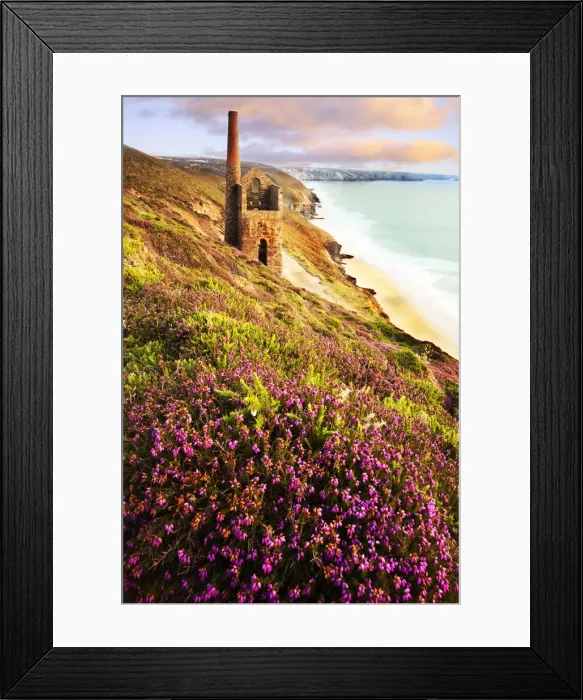Framed Print : Heather at dusk Framed Print : Heather at dusk