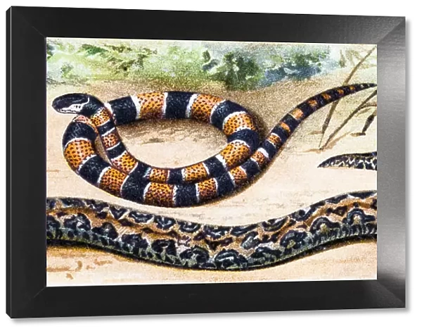 Martinican pit viper (Bothrops lanceolatus) and Painted coral snake (Micrurus corallinus)