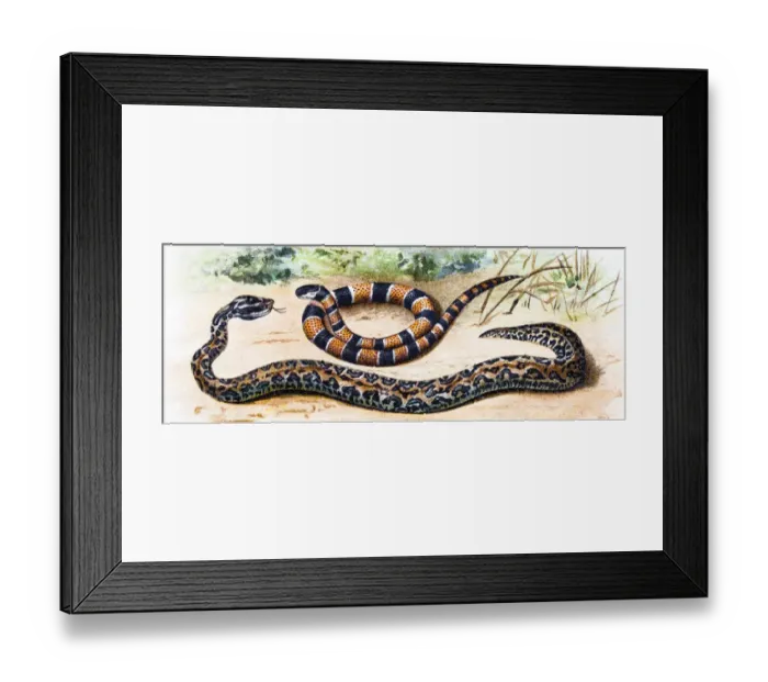 Framed Print : Martinican pit viper (Bothrops lanceolatus) and Painted coral snake (Micrurus corallinus)