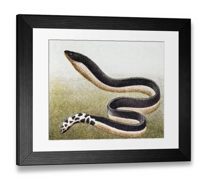 Framed Print : Yellow-bellied sea snake( Hydrophis platurus) Framed Print : Yellow-bellied sea snake( Hydrophis platurus)