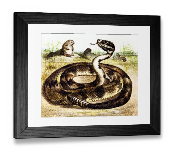 Framed Print : South American rattlesnake (Crotalus durissus) Framed Print : South American rattlesnake (Crotalus durissus)