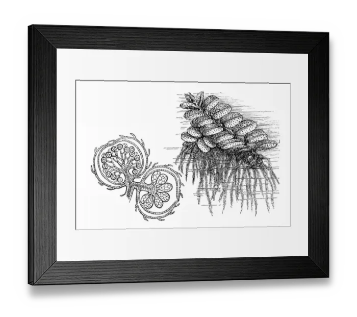 Framed Print : Floating fern (Salvinia natans) Framed Print : Floating fern (Salvinia natans)