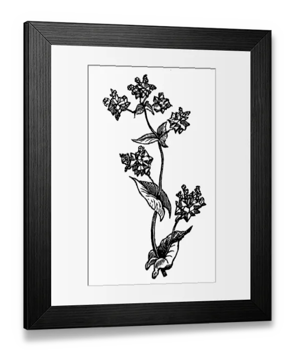 Framed Print : Buckwheat (Polygonum fagopyrum) Framed Print : Buckwheat (Polygonum fagopyrum)