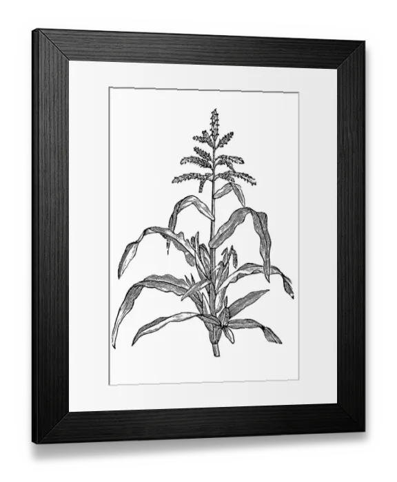 Framed Print : Maize, also known as corn Framed Print : Maize, also known as corn