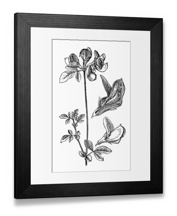 Framed Print : Lotus corniculatus (bird s-foot trefoil) Framed Print : Lotus corniculatus (bird s-foot trefoil)