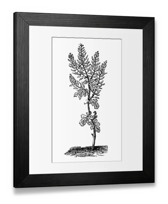 Framed Print : White mustard (Sinapis alba) Framed Print : White mustard (Sinapis alba)