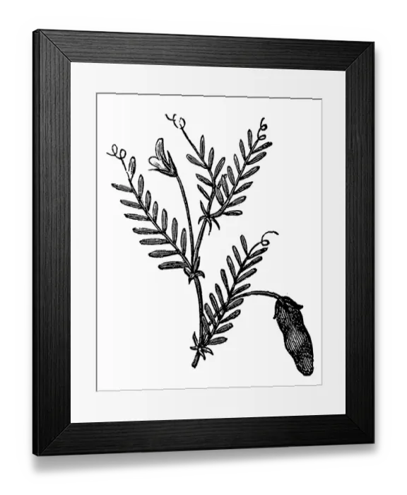 Framed Print : Vetch (Vicia sylvatica) Framed Print : Vetch (Vicia sylvatica)