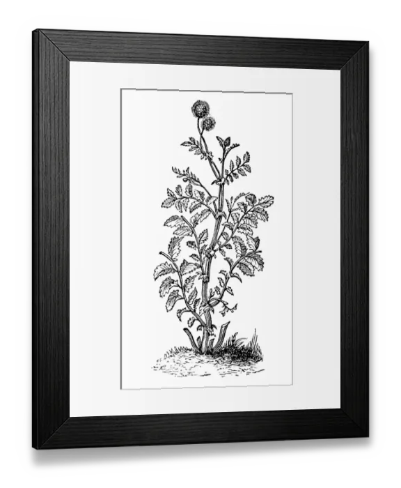 Framed Print : Agrimony, Ladyas Mantle and Burnet Framed Print : Agrimony, Ladyas Mantle and Burnet