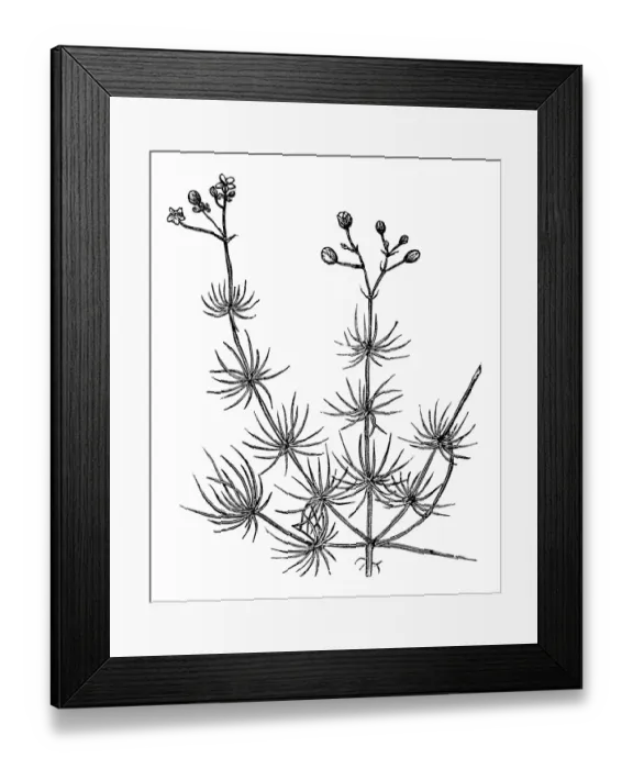 Framed Print : Sand Spurrey (Spergularia rubra) Framed Print : Sand Spurrey (Spergularia rubra)