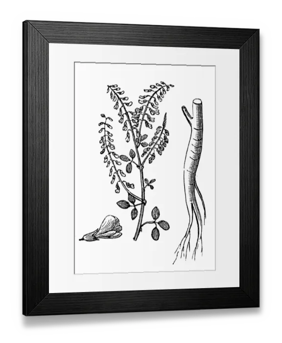 Framed Print : Sweet clover (Melilotus officinalis) Framed Print : Sweet clover (Melilotus officinalis)