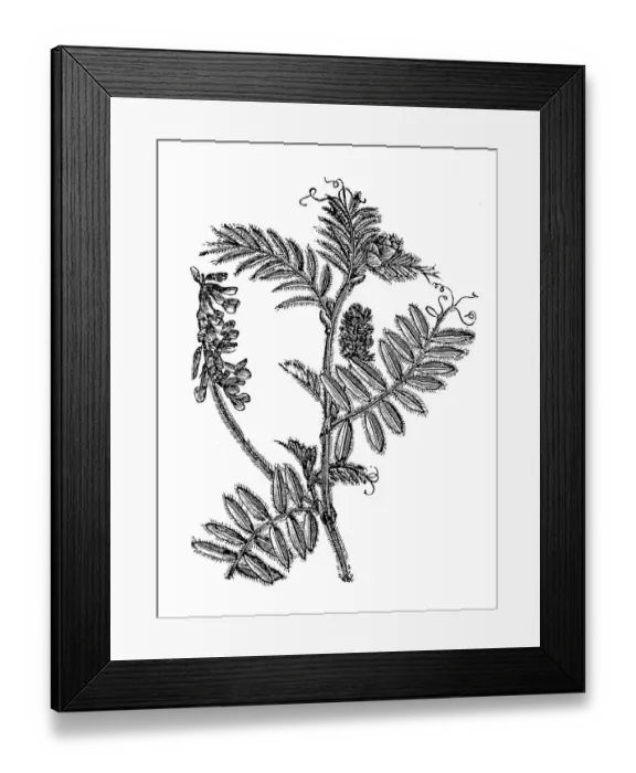 Framed Print : Vicia villosa (hairy vetch, fodder vetch or winter vetch) (hairy vetch, fodder vetch or winter vetch) Framed Print : Vicia villosa (hairy vetch, fodder vetch or winter vetch) (hairy vetch, fodder vetch or winter vetch)