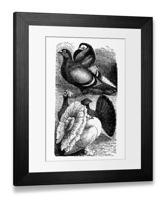 Framed Print : English Carrier and English Fantail pigeon Framed Print : English Carrier and English Fantail pigeon